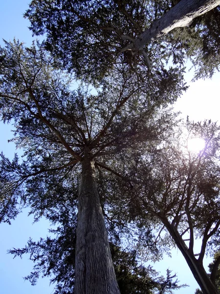 Looking upwards at tall trees in forest as sun shines through — Stock Photo, Image