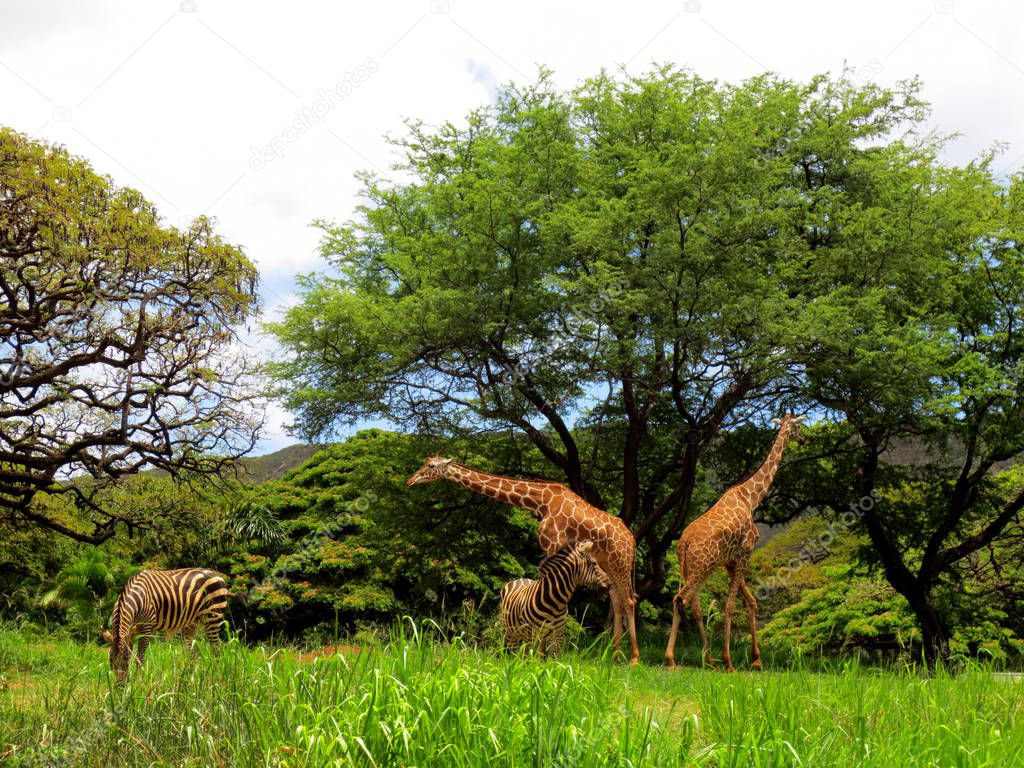 Giraffe and Zebra at the Honolulu Zoo 