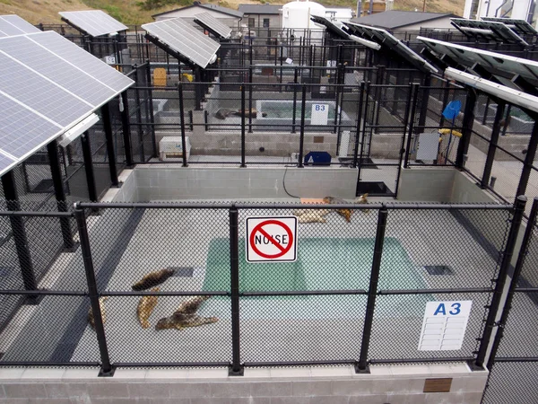 Les bébés phoques se reposent dans des cages au Marine Mammal Center — Photo