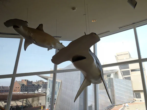 Hammerhead Sharks hang from ceiling — Stock Photo, Image