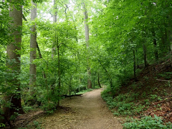 Camino de la suciedad que conduce hacia abajo a través del bosque —  Fotos de Stock