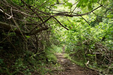 Ormanda 'Ualaka'a Trail kadar Aşağı Yol