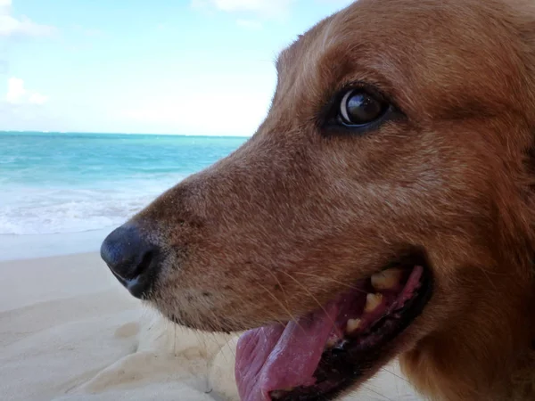 Close-up de Golden Retriever Dog Head com a boca aberta — Fotografia de Stock