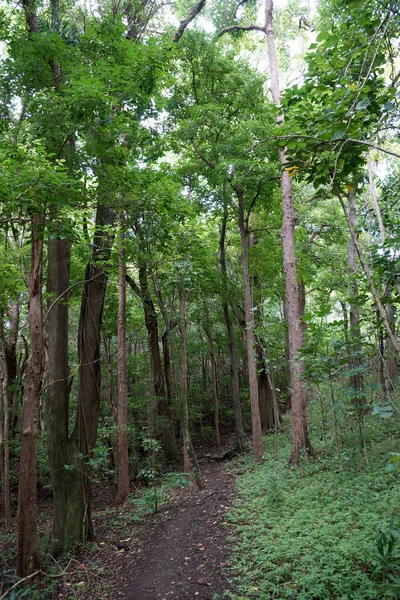 Pad naar de ' Ualaka'a Trail in het bos — Stockfoto