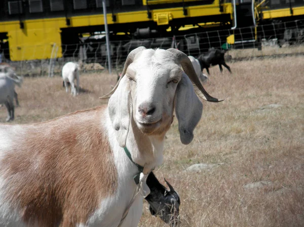 Cabras sair em um campo coberto — Fotografia de Stock