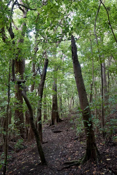 Sentiero ascendente lungo il sentiero 'Ualaka'a nella foresta — Foto Stock