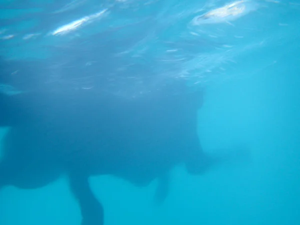 黒いフラットヘアレトリバー犬の足は犬に水の下で移動します — ストック写真