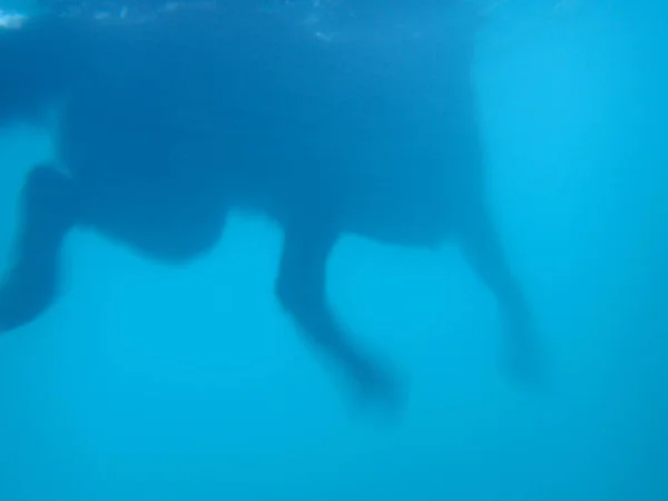 黒い平らな毛のレトリバー犬の足は水の下で動く — ストック写真