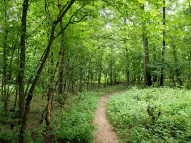 Orman'dan yukarı doğru giden Kir Yolu