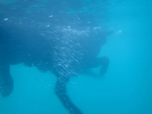 Black Flat Haired Retriever Dog legs move under water creating a