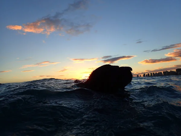 검은 편평한 머리 리트리버 개는 수에서 와이키키 바다에서 수영 — 스톡 사진