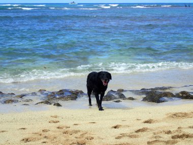 Siyah Retriever köpek boyun ve dil ha turuncu bir ışık giyiyor