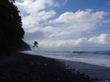 Hindistan cevizi ağacı Punta Banco plaj üzerinde asılı