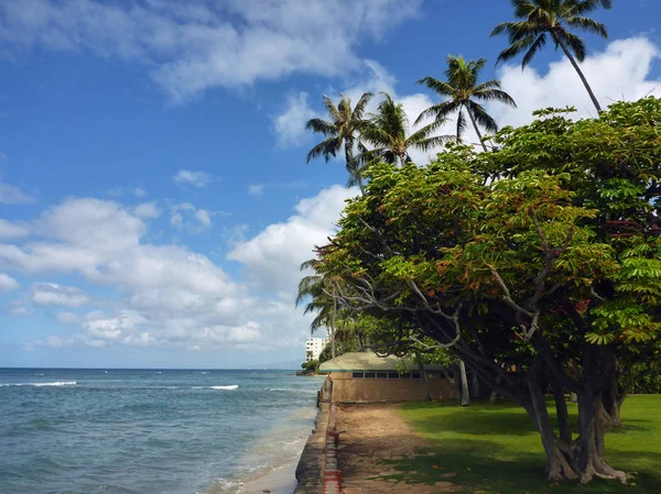 Grass field, Coconut, and other trees in park with shore wall ne — Stock Photo, Image