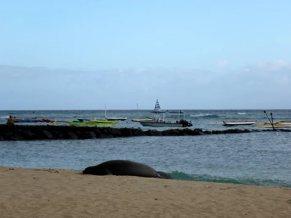 Foca monaca crogiolarsi al sole sulla spiaggia di Kaimana — Foto Stock