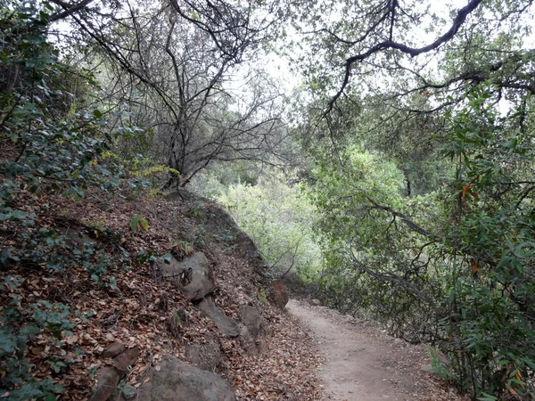 Chemin de terre entouré de feuilles sèches et d'arbres dans les collines — Photo