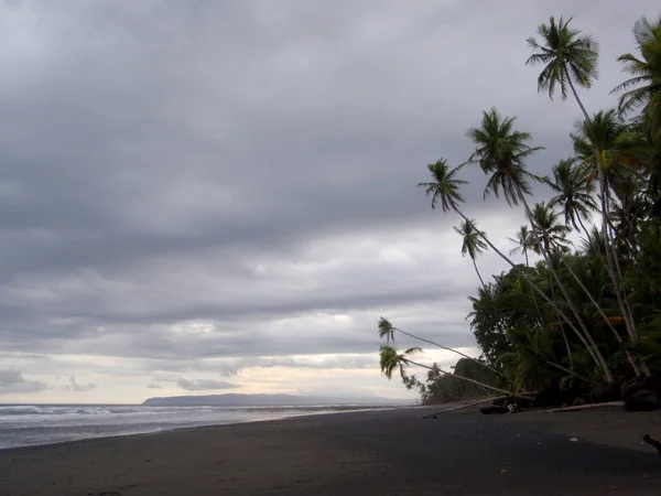 Kokospalmen hangen over strand in Punta Banco — Stockfoto