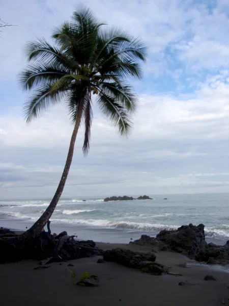 Кокосовое дерево на скалистом пляже в Пунта Банко — стоковое фото