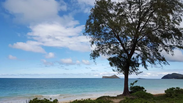 Eisenholzbaum am Ufer als sanfte Wellenrunde am Strand von Waimanalo — Stockfoto