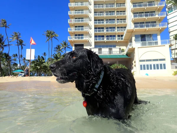Nasser schwarzer Retriever-Hund mit orangefarbenem Licht am Hals steht in — Stockfoto