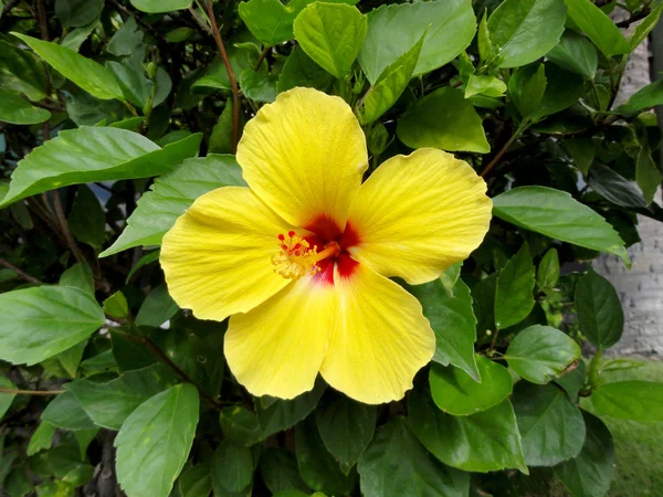 Žlutý Hibiscus s červeným středem v květu s pylem na stonku — Stock fotografie