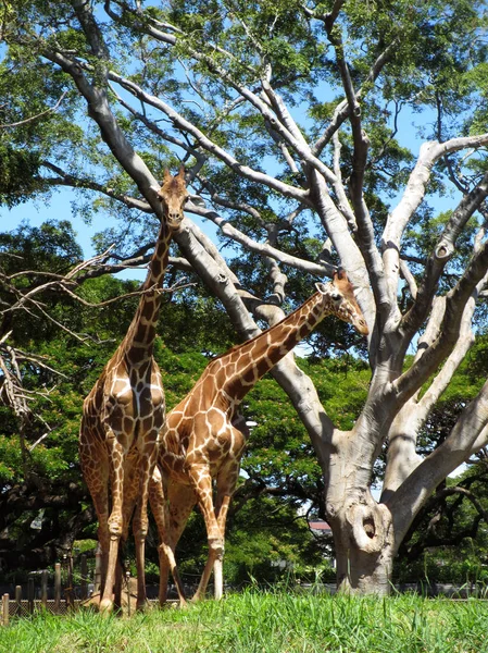 Dwa żyrafy spacery w trawie — Zdjęcie stockowe