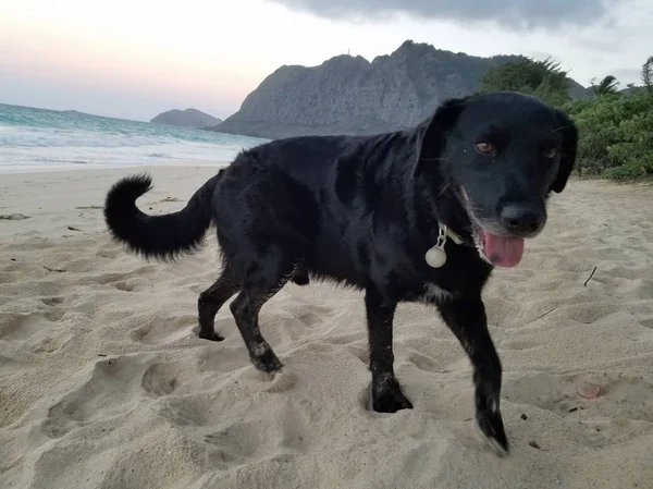 Black retriever Cão com língua pendurada em Waimanalo Beac — Fotografia de Stock