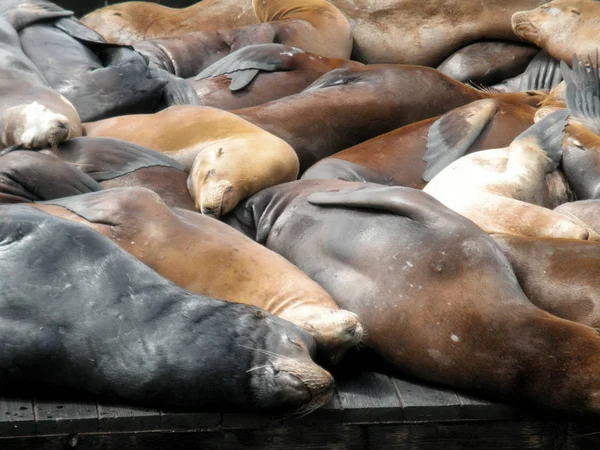 Velká skupina mořských lvů Odpočívej nahoře na Piers — Stock fotografie