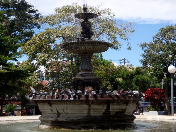 Banho de Pidgins na Fonte de Água no Parque Central Nicolás Ulloa — Fotografia de Stock