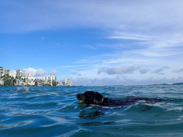 Black Flat Haired Retriever Dog nada no oceano Waikiki com — Fotografia de Stock