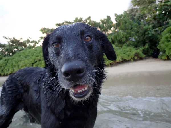 Natte zwarte retriever hond met mond open op Kahala Beach — Stockfoto