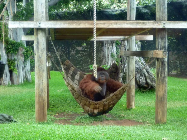 Orangutan Rusti Hamak'tan çıkıyor
