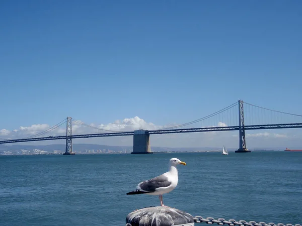 Seagull rests on piller in front of the Bay Bridge — Stock Photo, Image