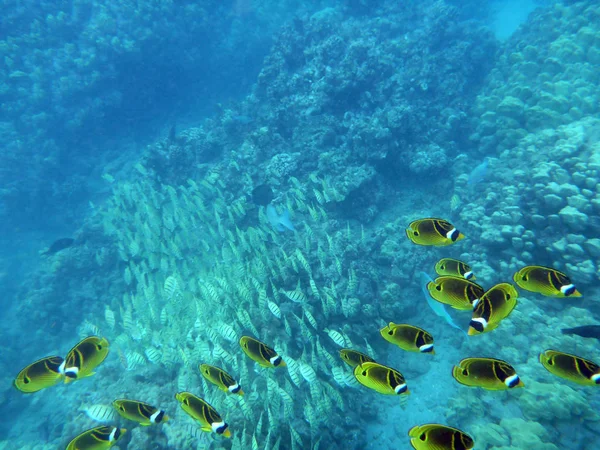 Kikakapu-szop butterflyfish i żółte paski skazani Tang — Zdjęcie stockowe