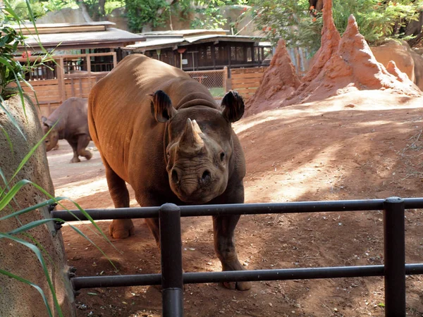 Rhino Honolulu Hayvanat Bahçesi'nde çitle çevrili arkasında duruyor — Stok fotoğraf