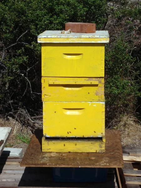 Bee Hive in Yellow Draws — Stock Photo, Image