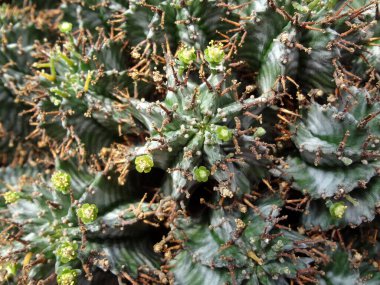 Euphorbia Horrida Var 'a yakın çekim. Güney Afrika 'dan Striata. Euphorbiaceae, tomurcuklanan büyük bir bitki familyasıdır. Ortak İngilizce 'de, bazen öforönyargı olarak adlandırılır, ki bu da ailede bir cinsin adıdır. Mos