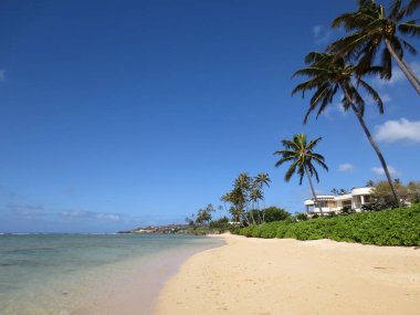 Sandy shoreline of Kahala Beach with coconut trees along the coastline of Oahu, Hawaii. clipart