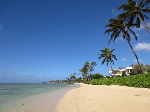 Αμμώδης Ακτογραμμή Της Kahala Beach Καρύδες Κατά Μήκος Των Ακτών — Φωτογραφία Αρχείου