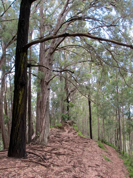 Radici Foglie Coprono Sentiero Verso Alto Nel Bosco Sul Kanealole — Foto Stock