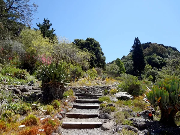 Berkeley - 28 Mayıs 2011: California Üniversitesi Botanik Bahçesi 'nde bahçeli patika. 1890 yılında kurulan bu 34 dönümlük bahçede dünyanın dört bir yanından toplanan bitkiler yer alıyor.. 