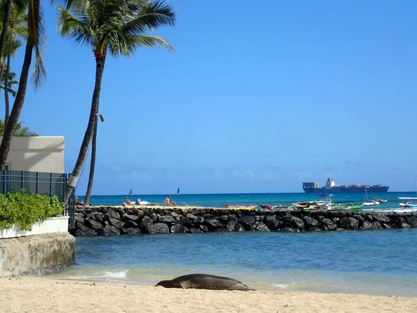 Honolulu Mei 2016 Monniksrob Zonnebaden Kaimana Beach Met Boten Het — Stockfoto