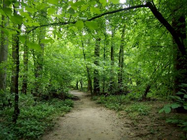 Washington 'daki Rock Creek Parkı' ndaki Orman 'a giden Kirli Yol.