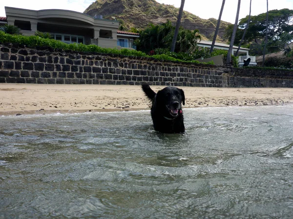 Black Retriever Dog Nada Água Com Árvores Longo Uma Parede — Fotografia de Stock