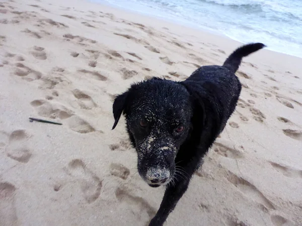 Sandy Black Köpeği Oahu Hawaii Waimanalo Sahilde Yürüyor — Stok fotoğraf