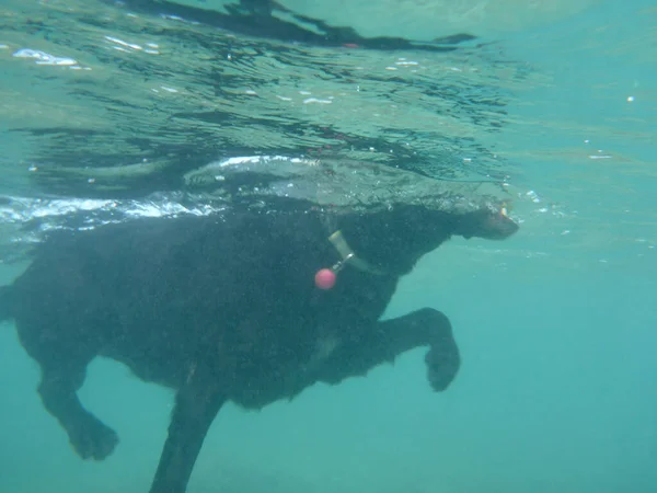 Black Flat Haired Retriever Dog legs move under water creating air bubbles in the ocean on Oahu, Hawaii.