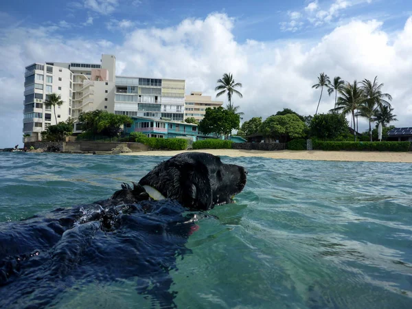 Black Retriever Dog Nada Água Com Bola Tênis Boca Makalei — Fotografia de Stock