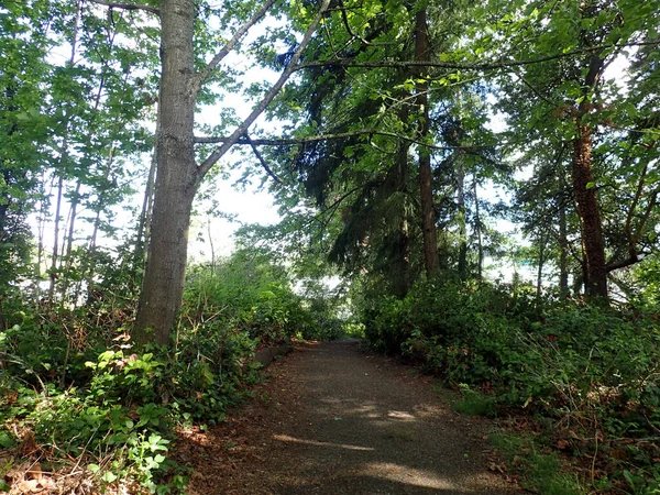 Sentiero Ascendente Lungo Waterfront Trail Nella Foresta Con Alberi Alti — Foto Stock