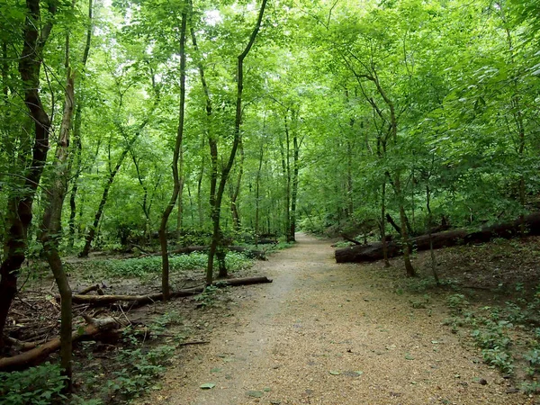 Dirt Path Leading Forest Rock Creek Park Washington Стокове Зображення