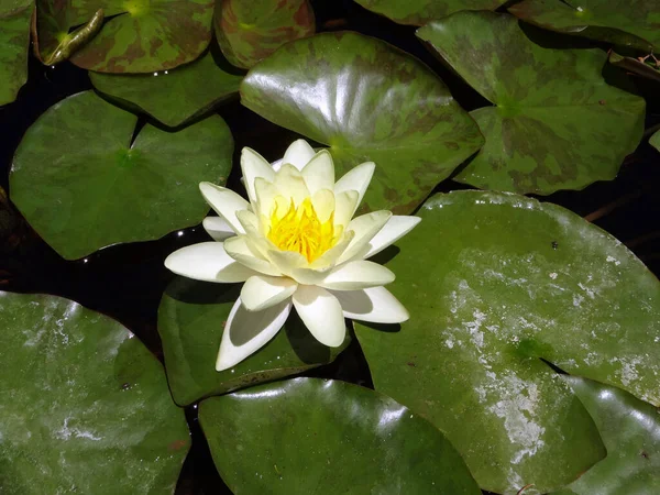 Blossoming White Yellow Lotus Flower Pond Lily Leafs — Stock Photo, Image